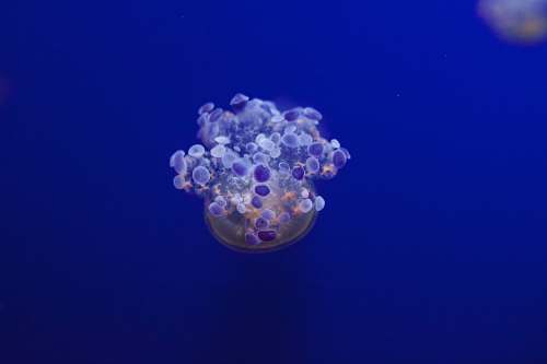sea life jellyfish underwater jellyfish